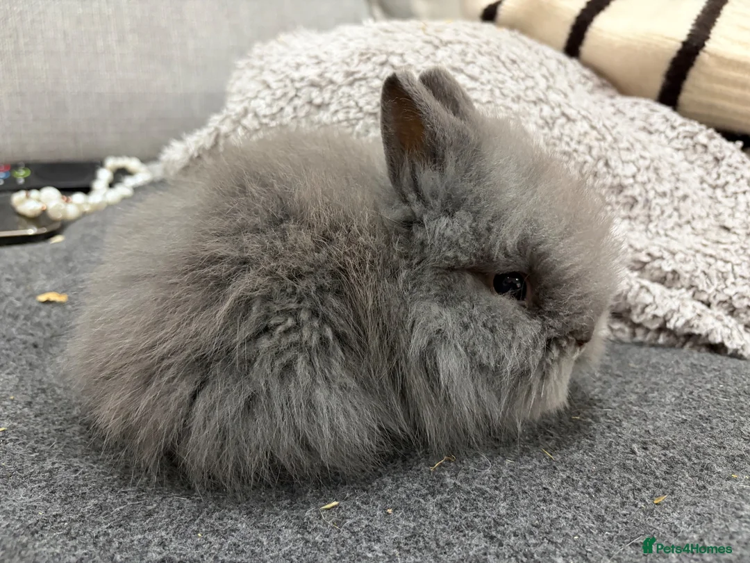 Lionhead rabbits for sale: Double Mane Lion Head Bunnies 🐰 for sale  - Advert 20