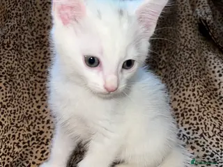 Turkish Angora cats Turkish Angola white kittens - Advert 1