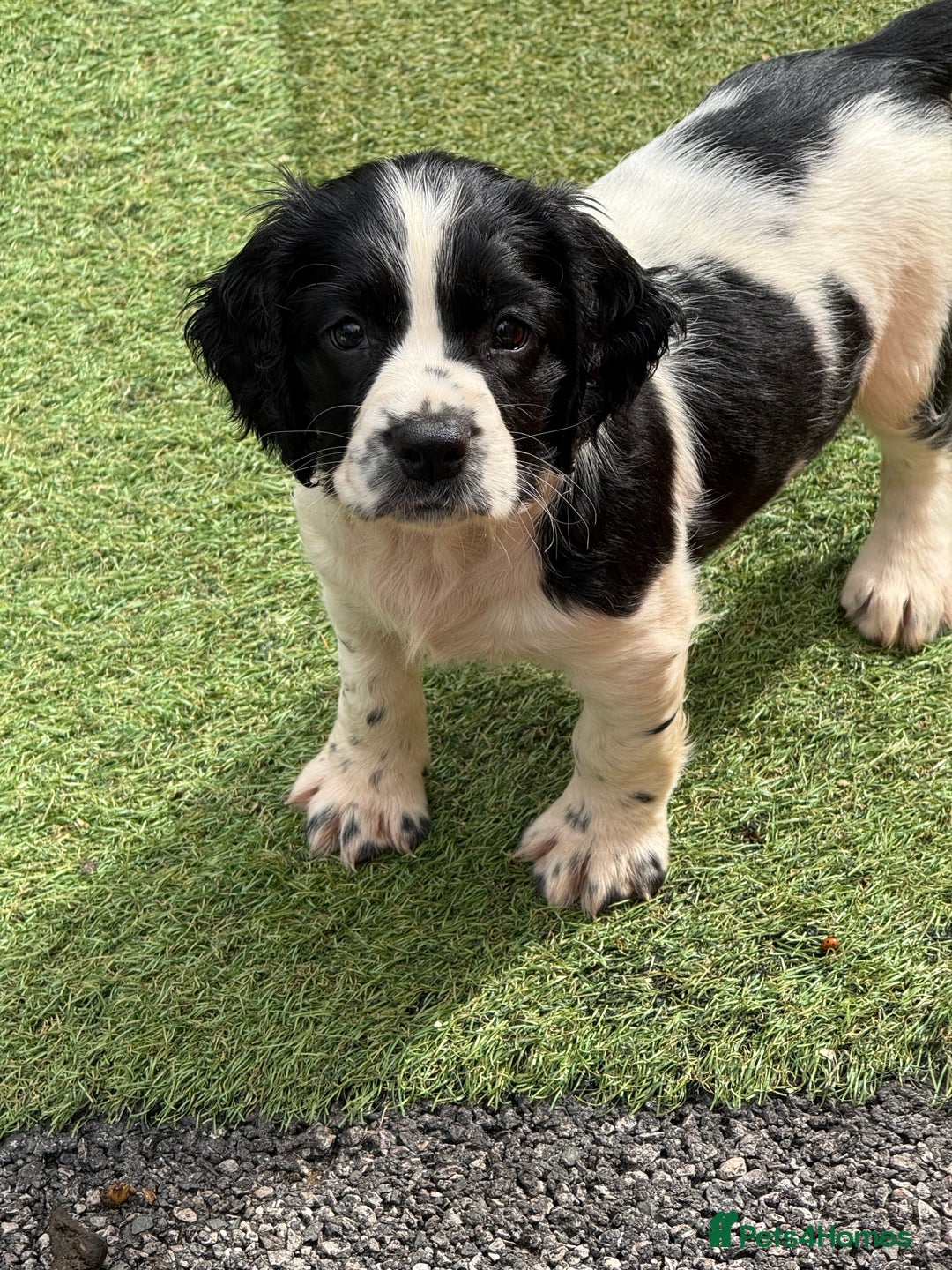 English Springer Spaniel dogs for sale: Stunning kc reg dna tested  - Image 16