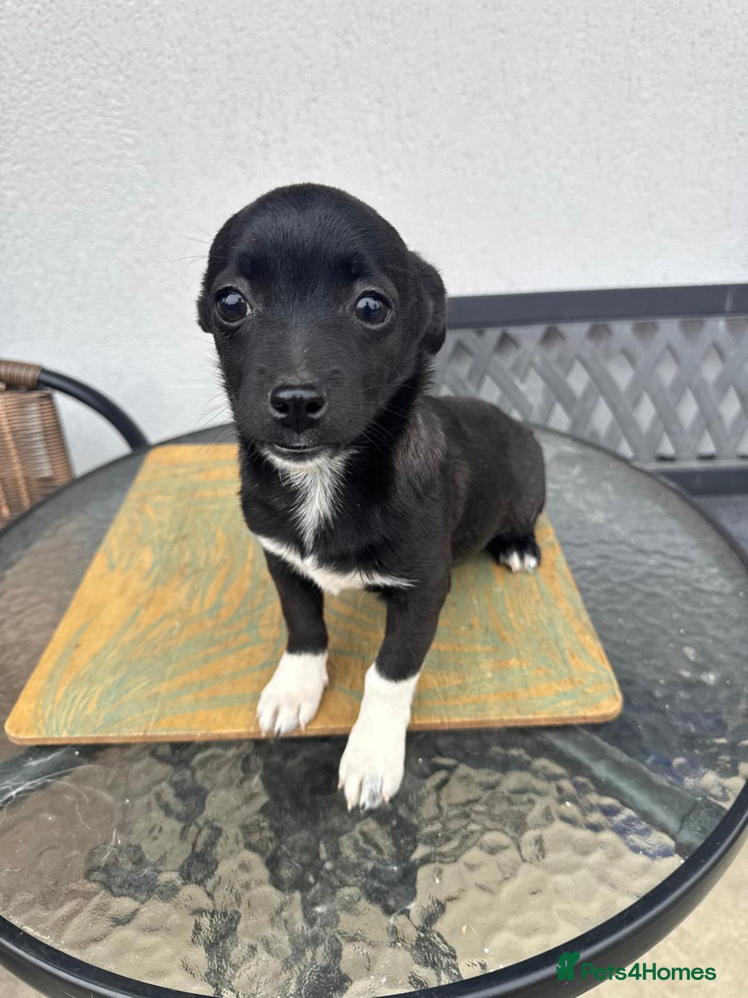 Mixed Breed dogs for adoption: FLORA - a Lovely tiny puppy girl for a Loving Home - Advert 15