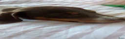 Dachshund dogs for sale: Male puppy pedigree dachshund in Newport - Advert 11