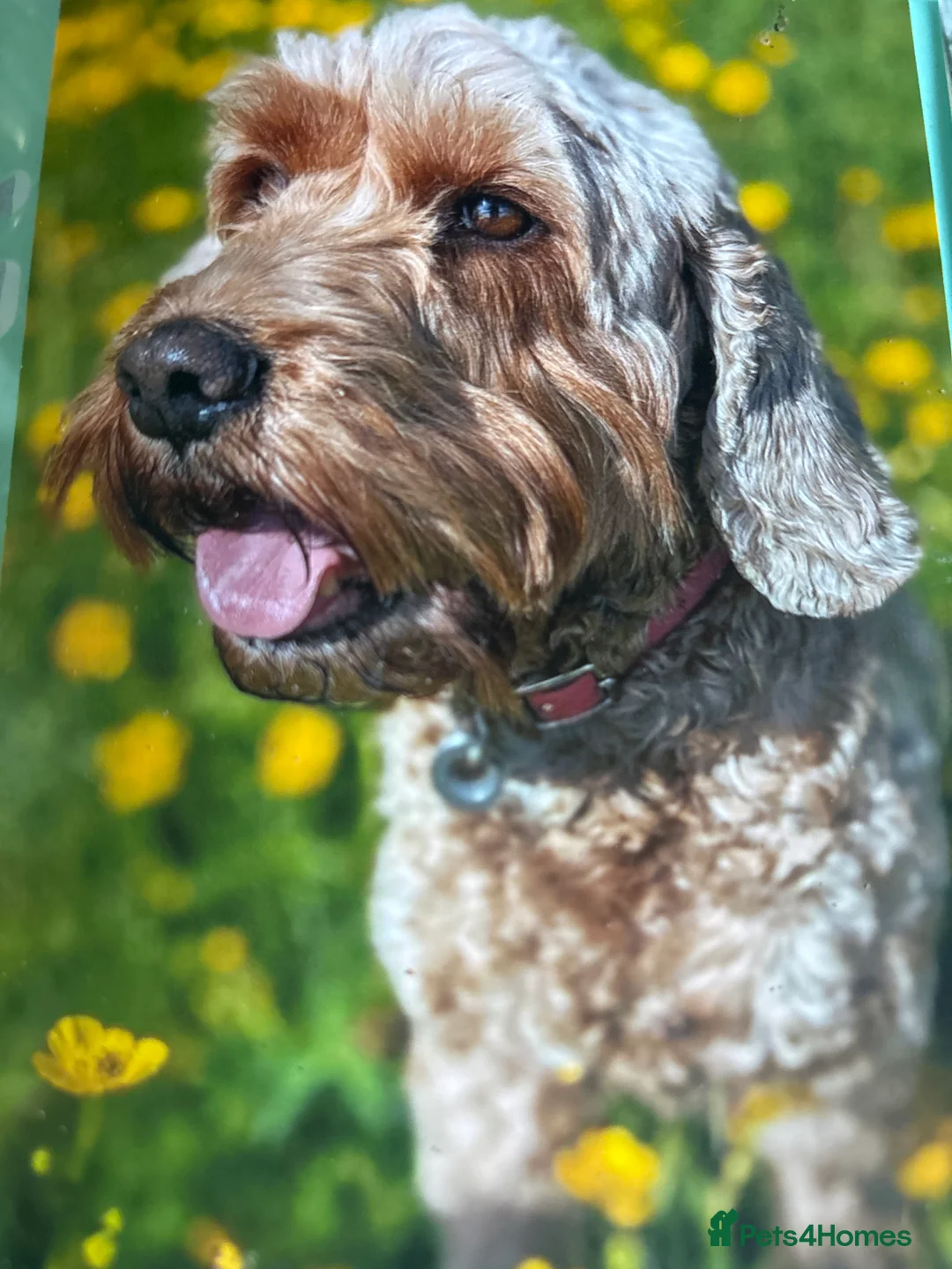 Cockapoo dogs for sale: 18 week old male Cockapoo in Hull - Advert 2