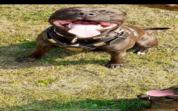 Staffordshire Bull Terrier dogs for sale: Staff bull terrier  - Image 3