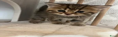 American Shorthair 5