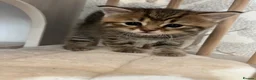 American Shorthair cats for sale: Beautiful BSH Kittens for sales  - Advert 14