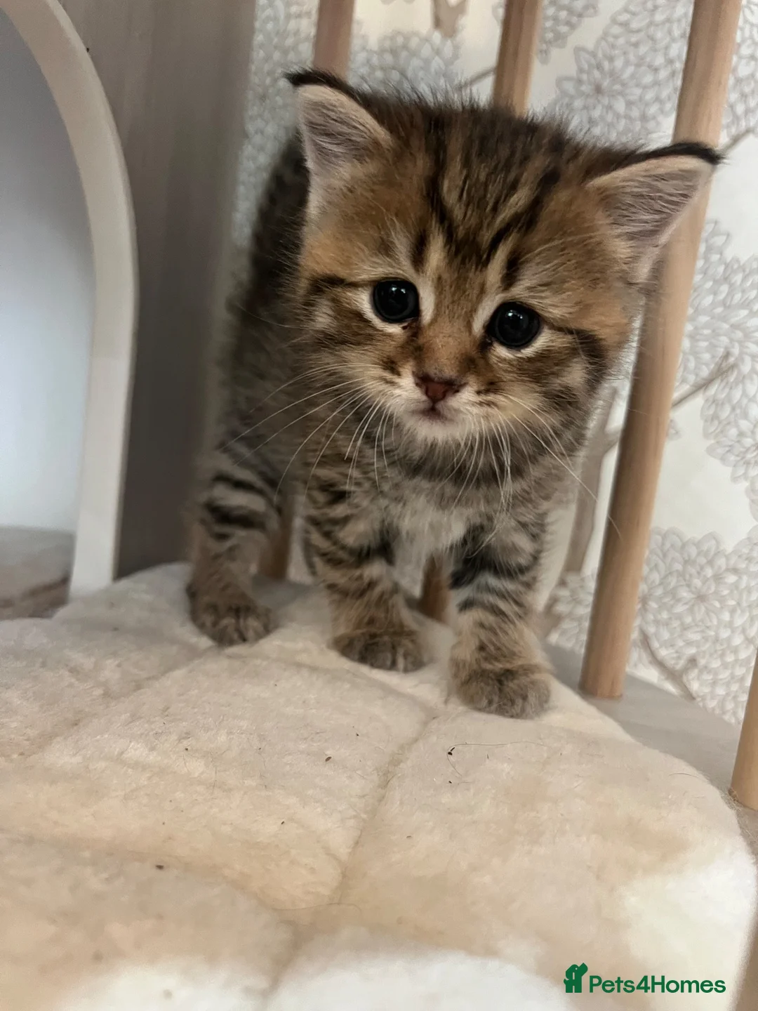 American Shorthair cats for sale: Beautiful BSH Kittens for sales  - Advert 14