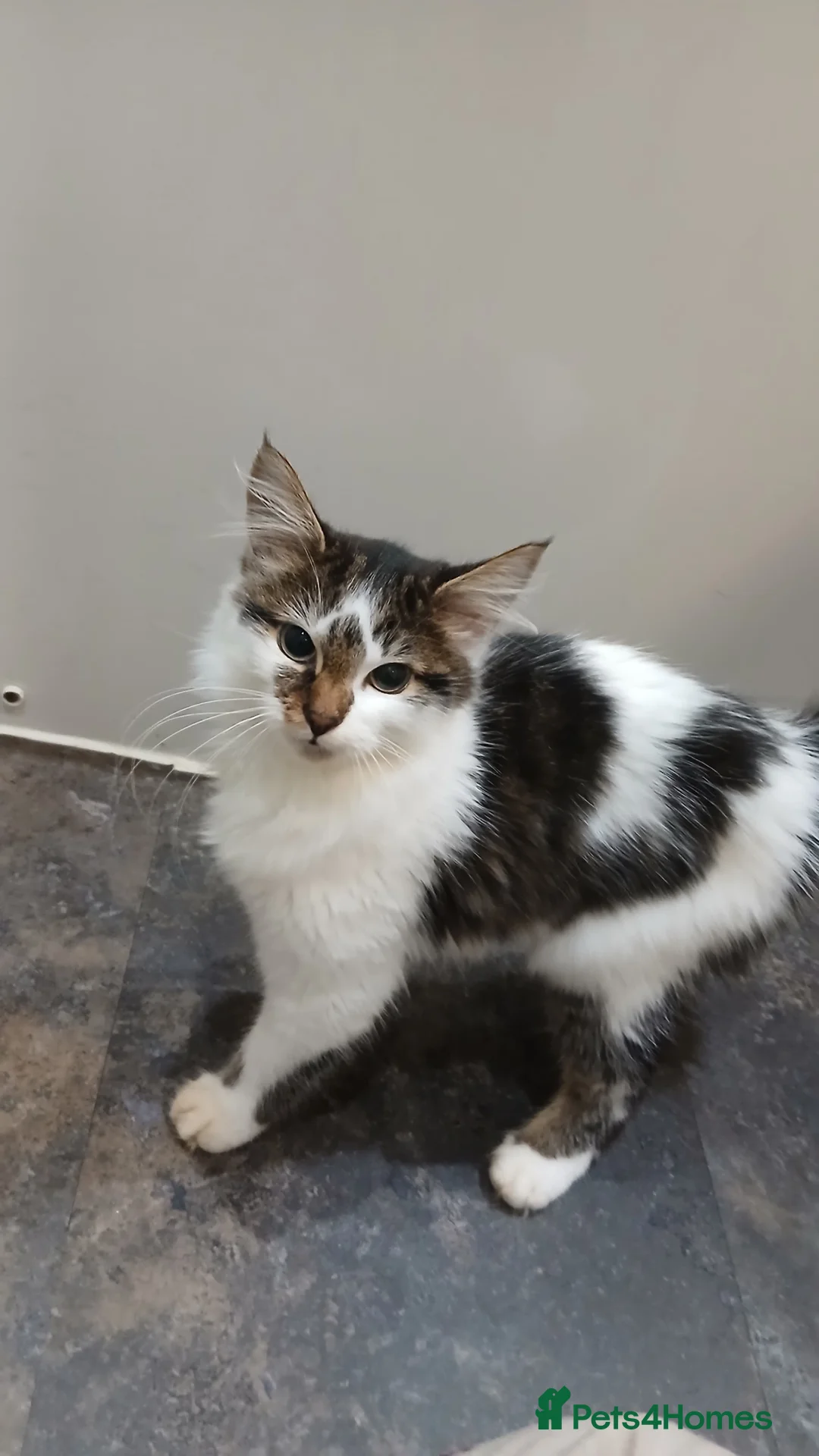 Mixed Breed cats for sale: Gorgeous kittens ready to go - Advert 2