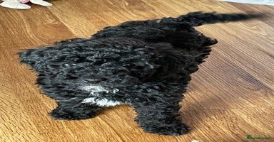 Cavapoo dogs - Advert 2