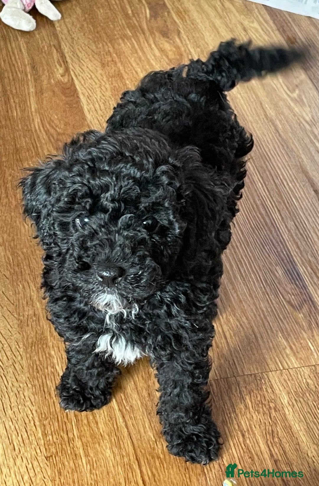 Cavapoo dogs for sale: Beautiful little girl looking for her forever home - Image 3