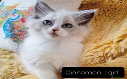 Ragdoll cats for sale: Maincoon ×Ragdoll (Ragcoon) kittens  - Image 7