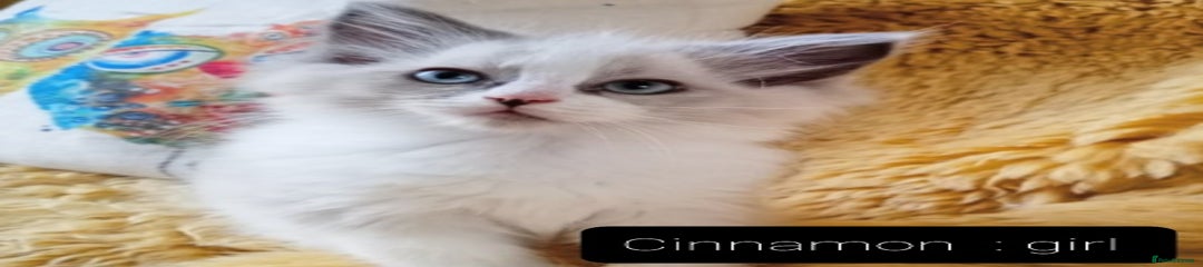 Ragdoll Kitten 4