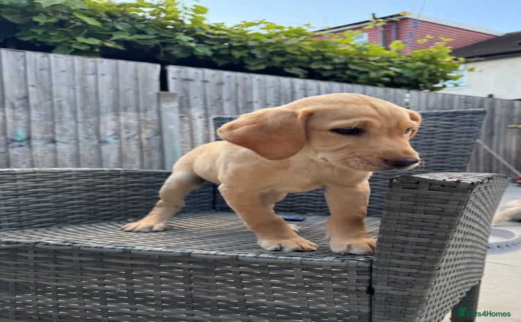 Labrador Retriever dogs - Advert 16