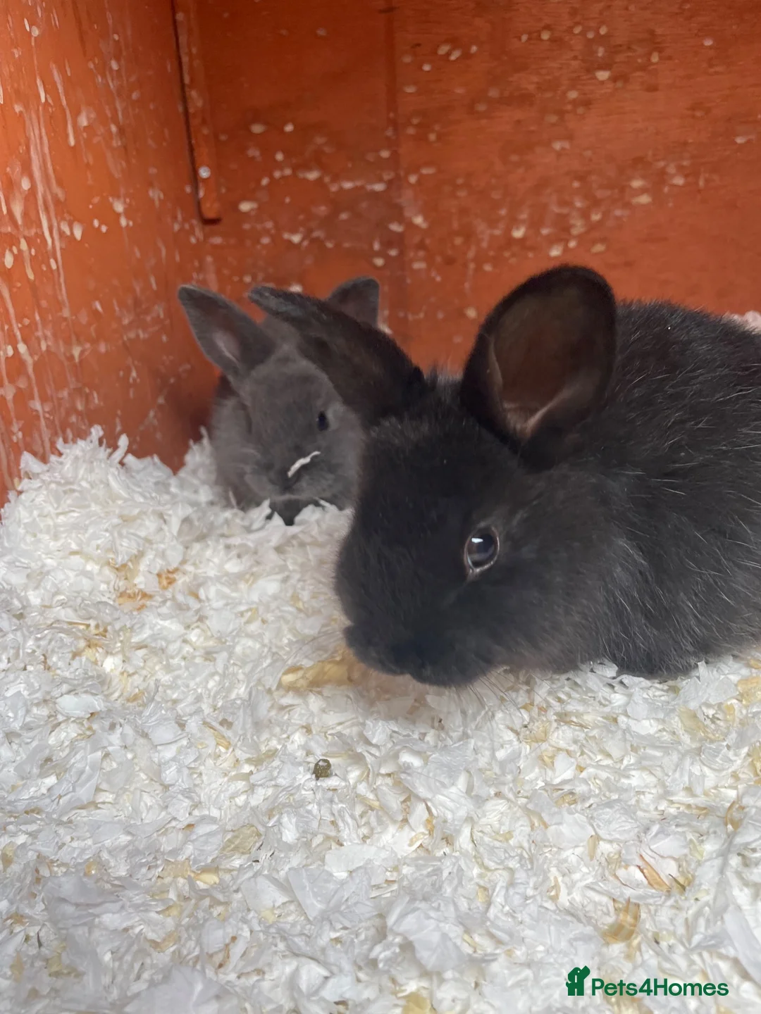 Mixed Breed rabbits for sale: Two baby rabbits - Advert 4