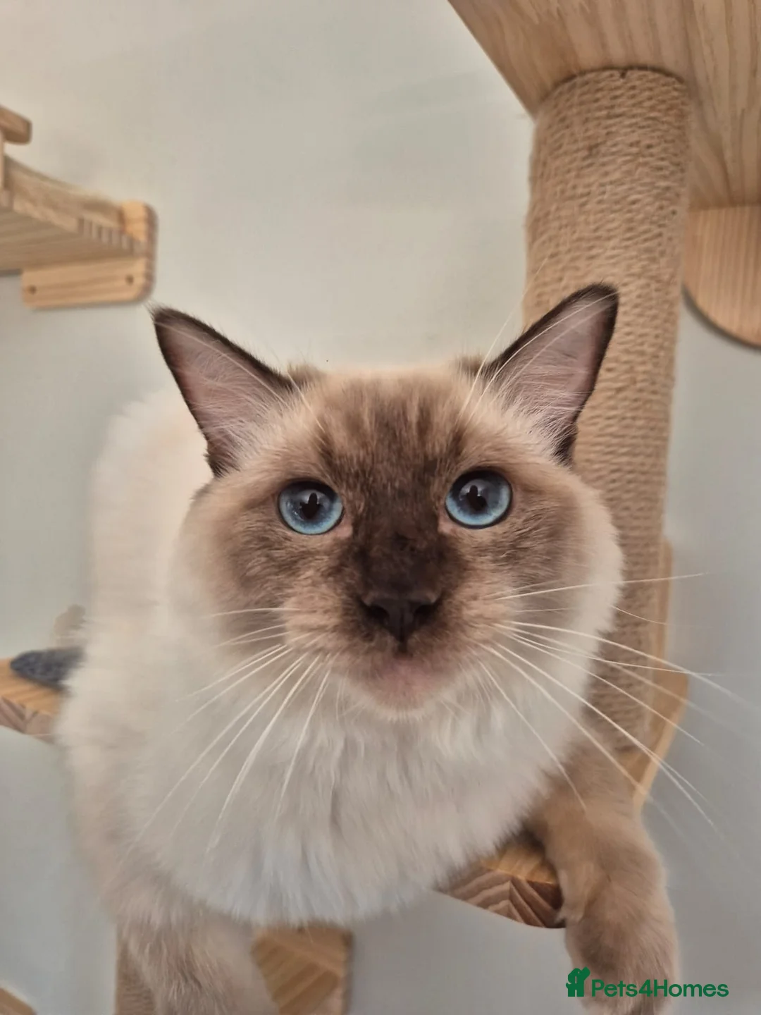 Ragdoll cats for sale: Looking for a loving home for Ragdoll - Advert 2