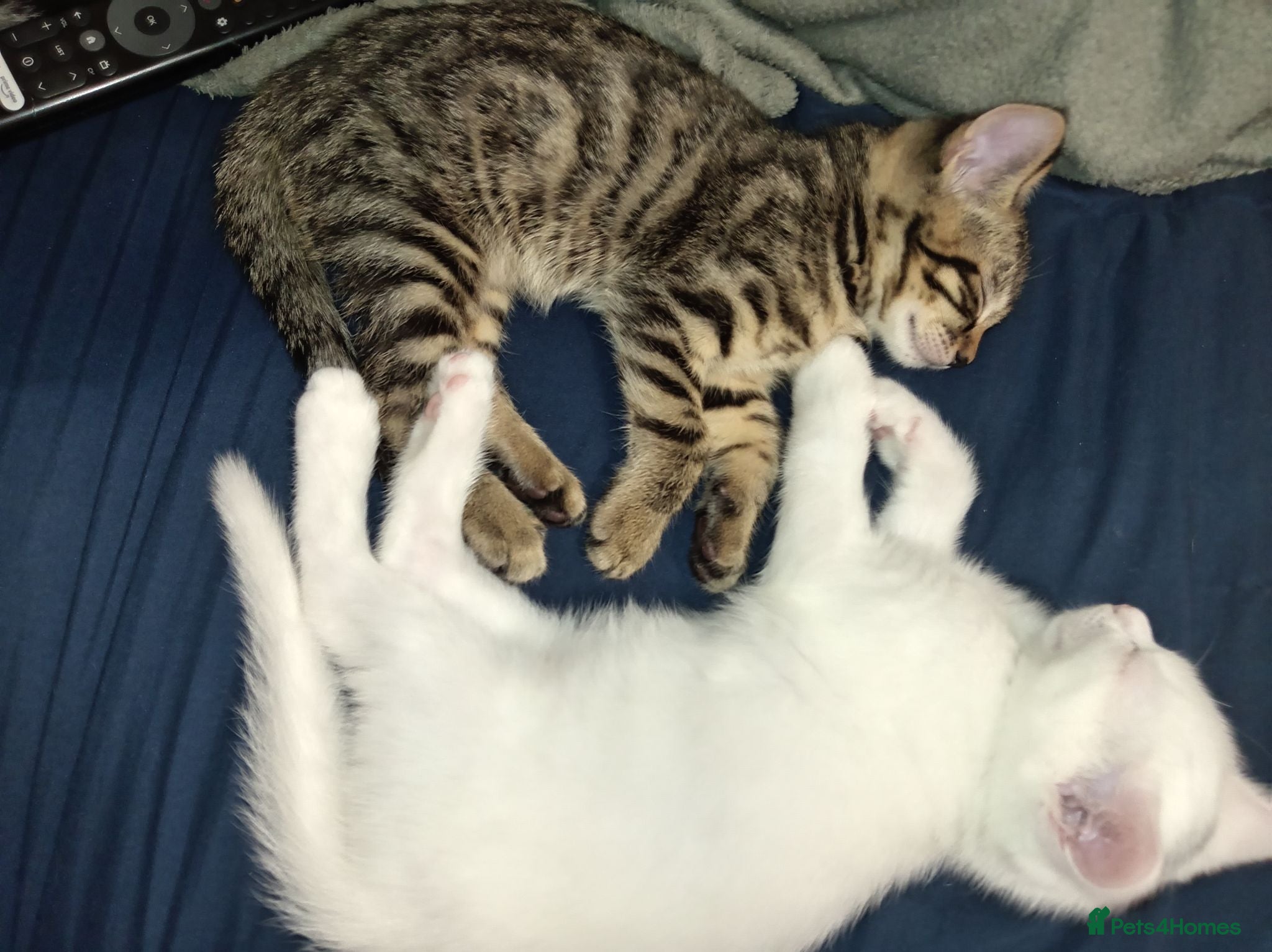 Mixed Breed cats READY TO GO NOW - 2 beautiful boys ❤️  - Advert 3