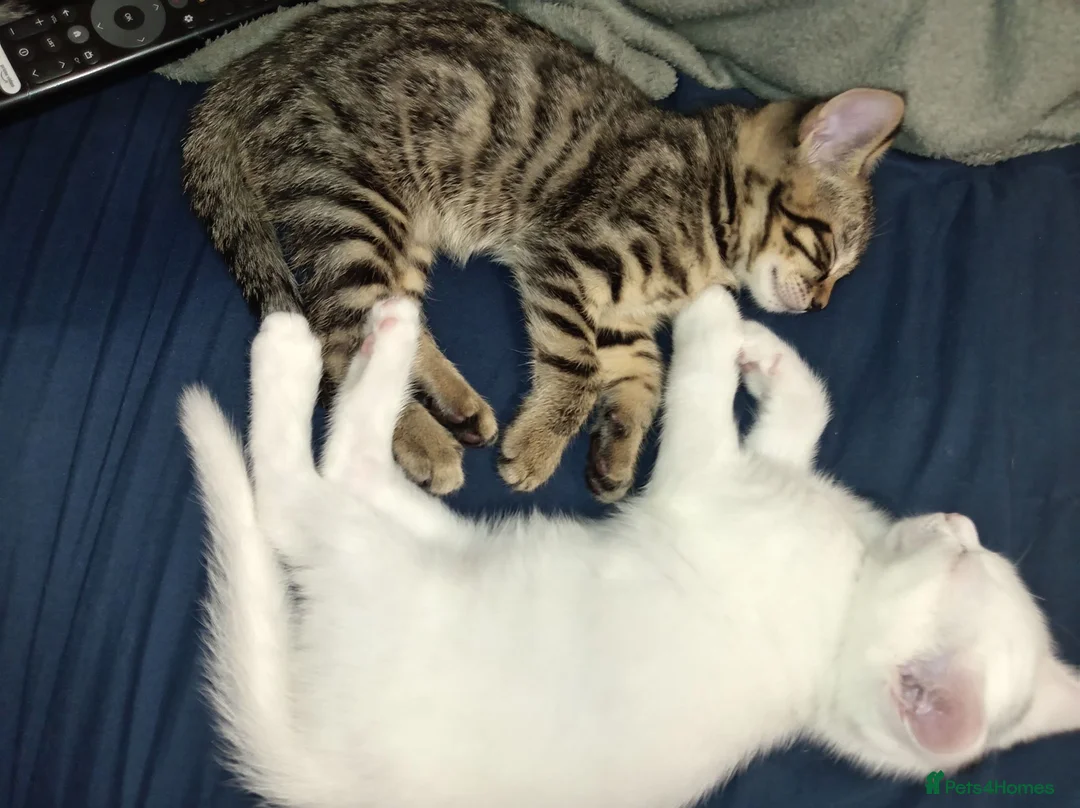 Mixed Breed cats for sale: READY TO GO NOW - 2 beautiful boys ❤️  - Advert 1