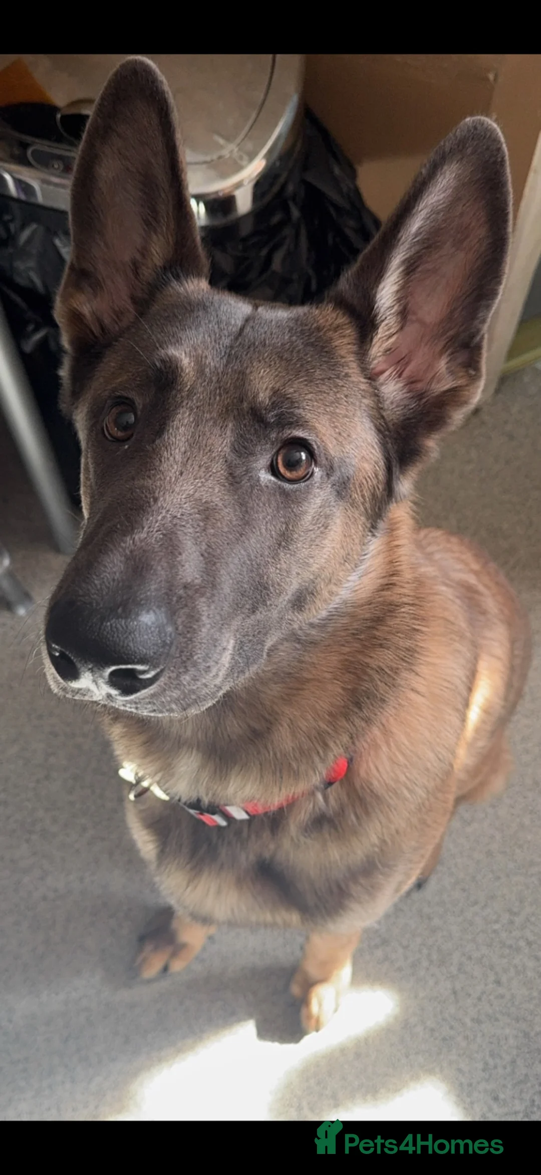 Belgian Shepherd Dog dogs for sale: Belgium shepherd dog ENZO in Croydon - Advert 2