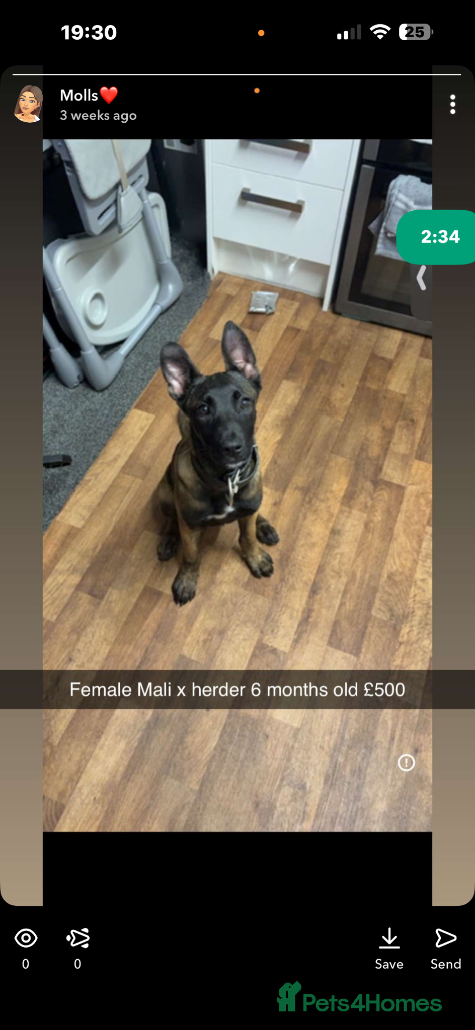 Belgian Shepherd Dog dogs Mali cross bullherder  - Advert 14