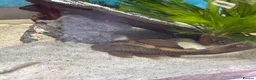 Cichlids fish for sale: Beautiful Oscar pair and 1 rusty pleco - Advert 6