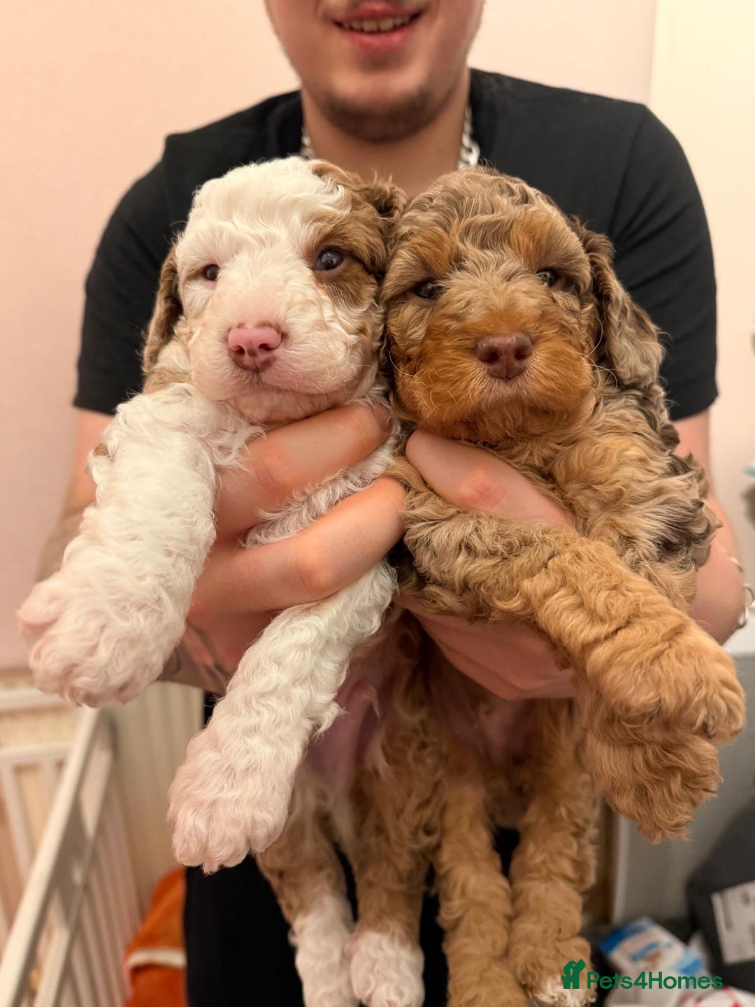 Cavapoo dogs for sale: 2 Male 2 Female unique colours Cavapoo’s - Advert 13