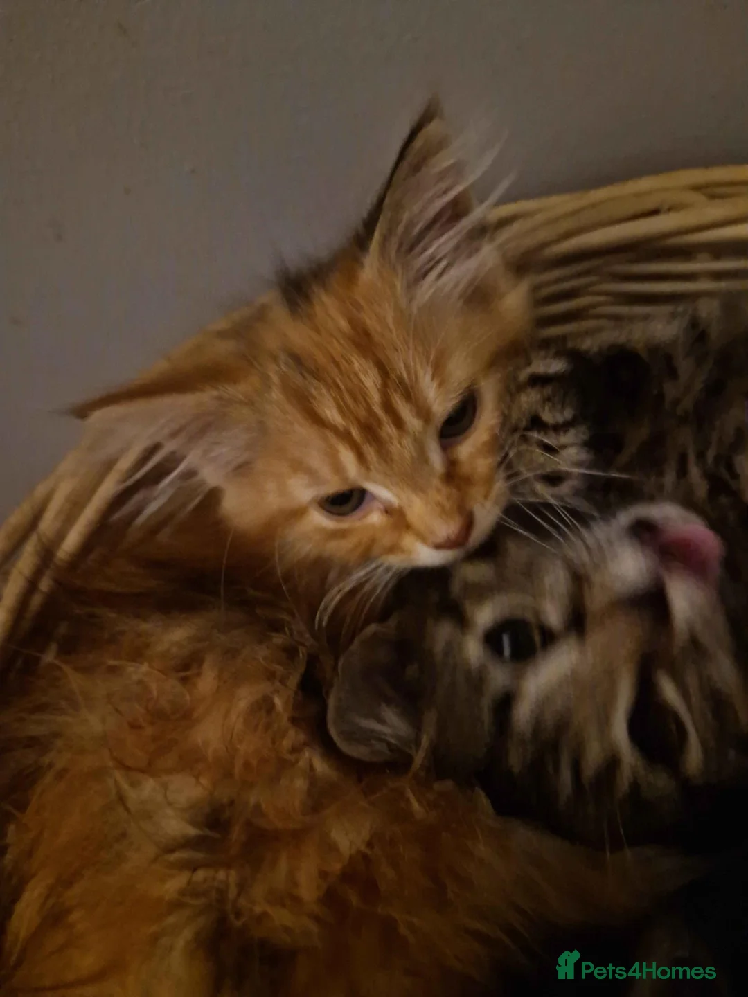 Mixed Breed cats for sale: 4 Male mixed kittens £60 Each  - Advert 2