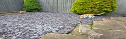 Mixed Breed cats for sale: Stella needs a forever home  - Advert 5