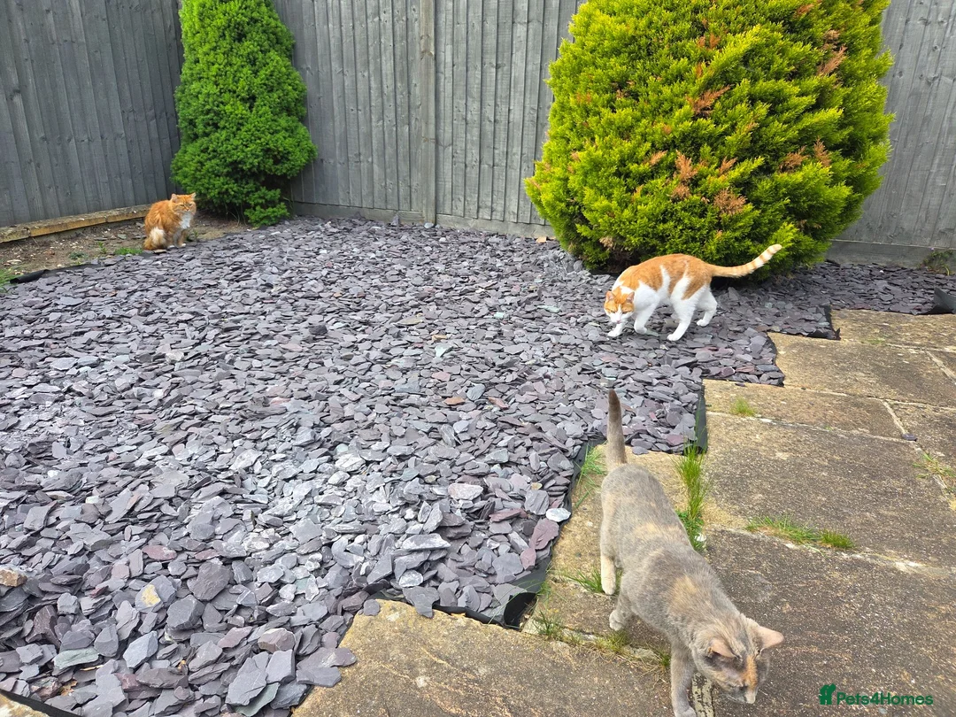 Mixed Breed cats for sale: Stella needs a forever home  - Advert 5
