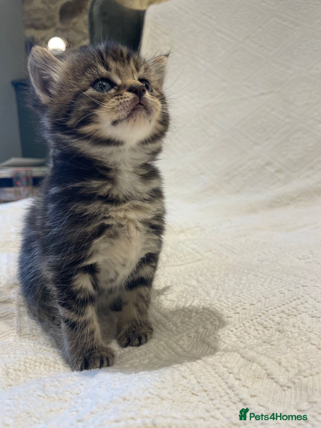 Maine Coon cats for sale: Maine coon x bsh. READY 14th BUT CAN HOLD - Advert 29