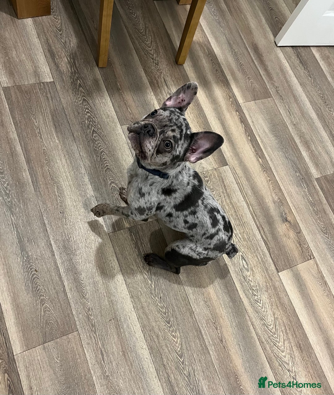 French Bulldog dogs for sale: Merle French bulldog  - Image 3