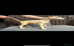 Lurcher dogs for sale: Beautiful Lurcher Puppies – Well Bred, Ready Now! - Image 8