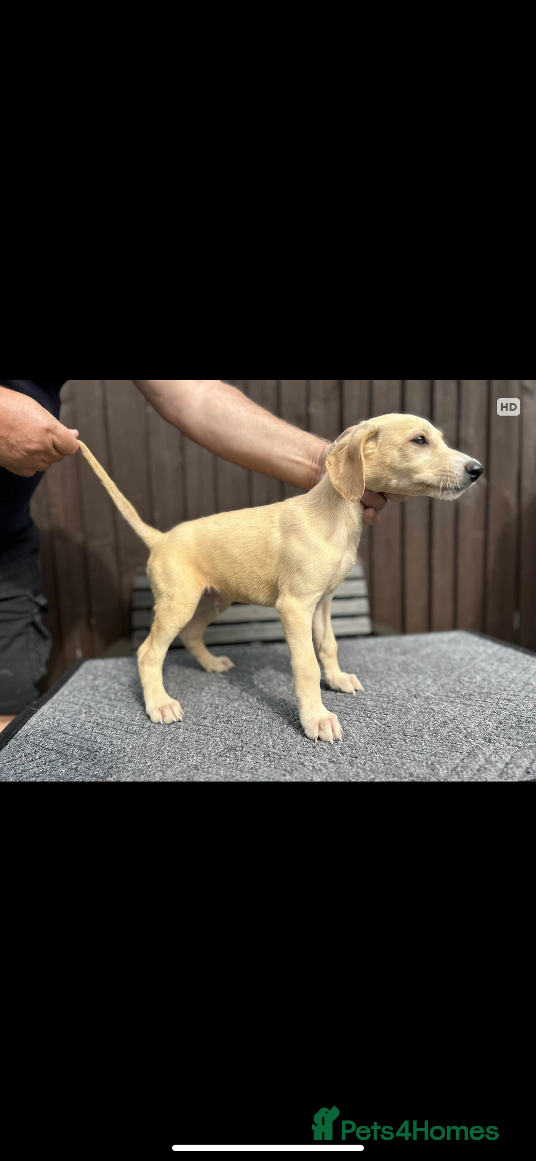 Lurcher dogs for sale: Beautiful Lurcher Puppies – Well Bred, Ready Now! - Image 8