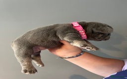 French Bulldog dogs for sale: Blue /tan Frenchbull dog - Image 3