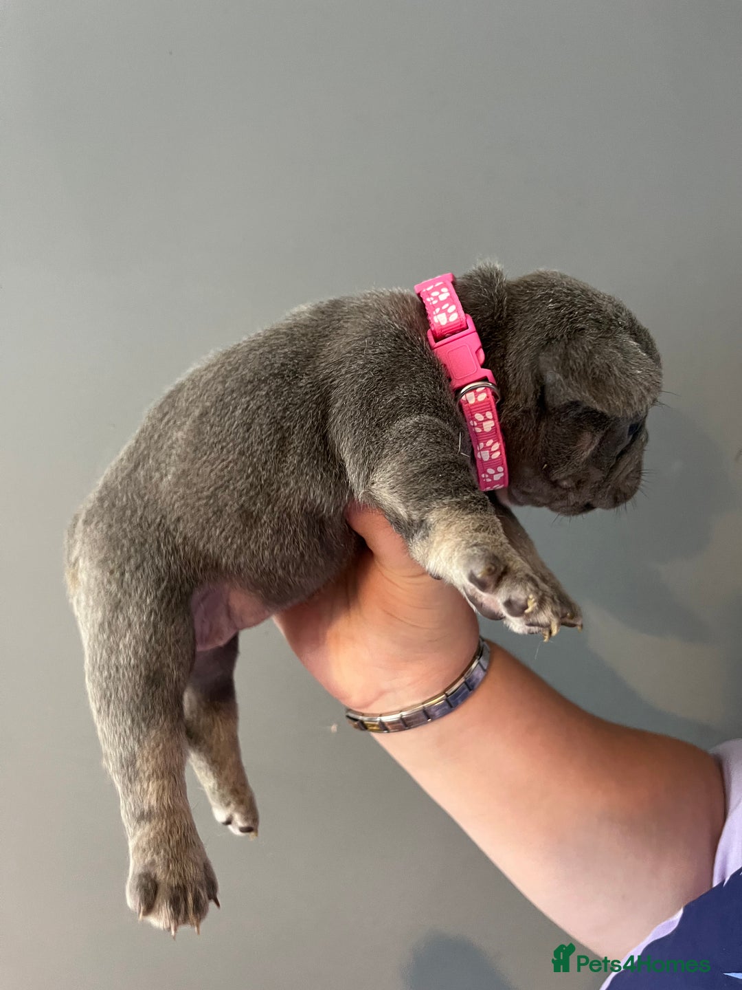 French Bulldog dogs for sale: Blue /tan Frenchbull dog - Image 3