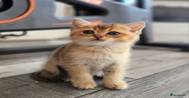 British Shorthair cats - Advert 3