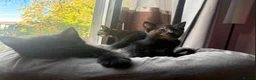 British Longhair cats for sale: 3 Lovely Kittens Looking for Their Forever Homes  - Advert 10