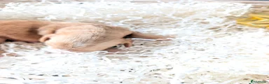Cocker Spaniel 3