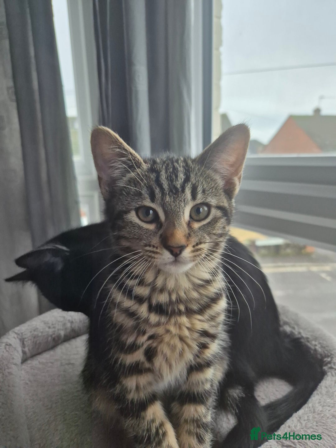 Mixed Breed cats for sale: 5 lovely affectionate kitten looking for home - Advert 22
