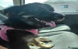 Mixed Breed dogs for adoption: ROBY, a superb puppy boy - for a Loving Home - Image 24