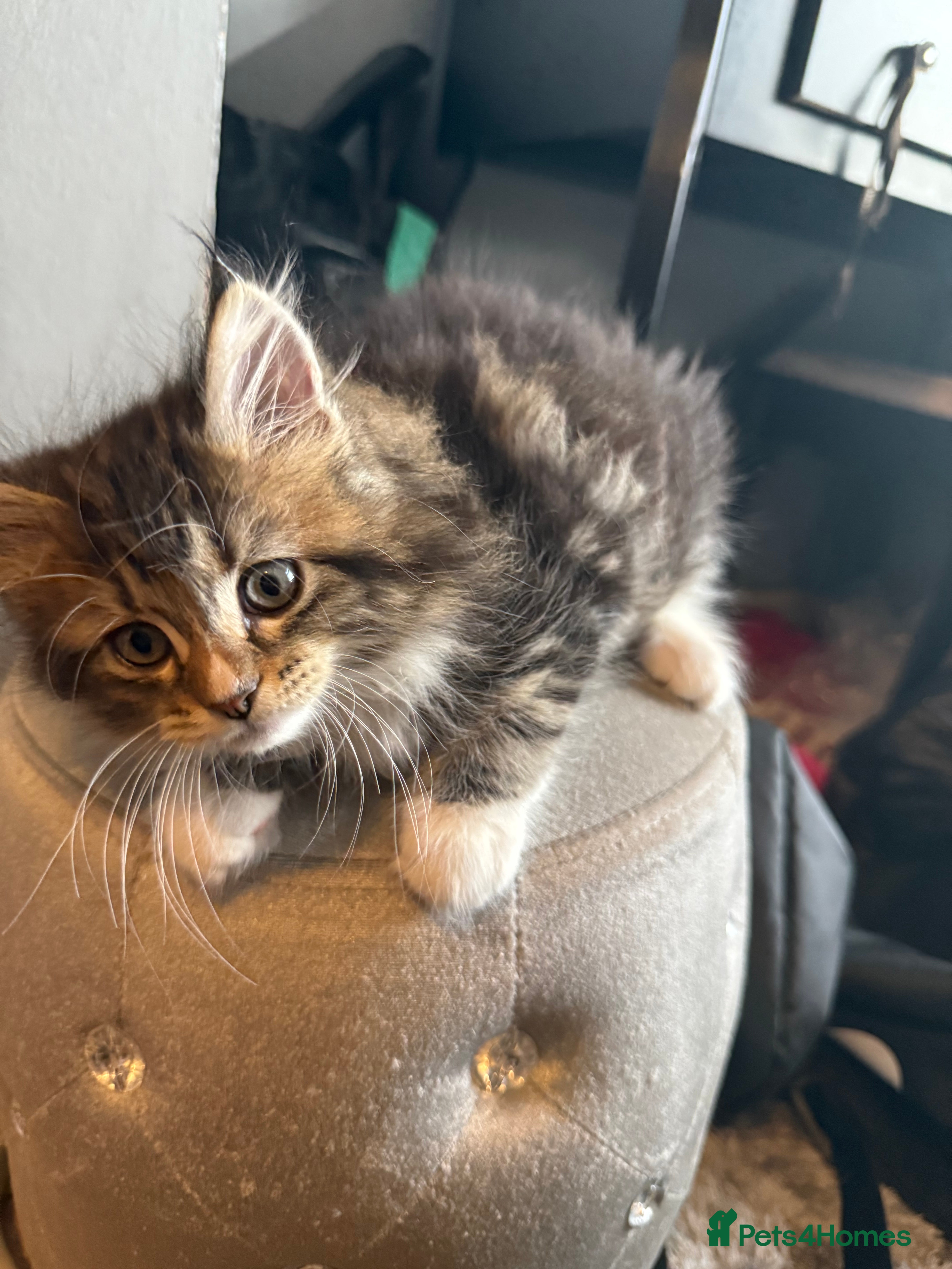Mixed Breed cats for sale: Maine coon x Persian kittens  - Advert 9
