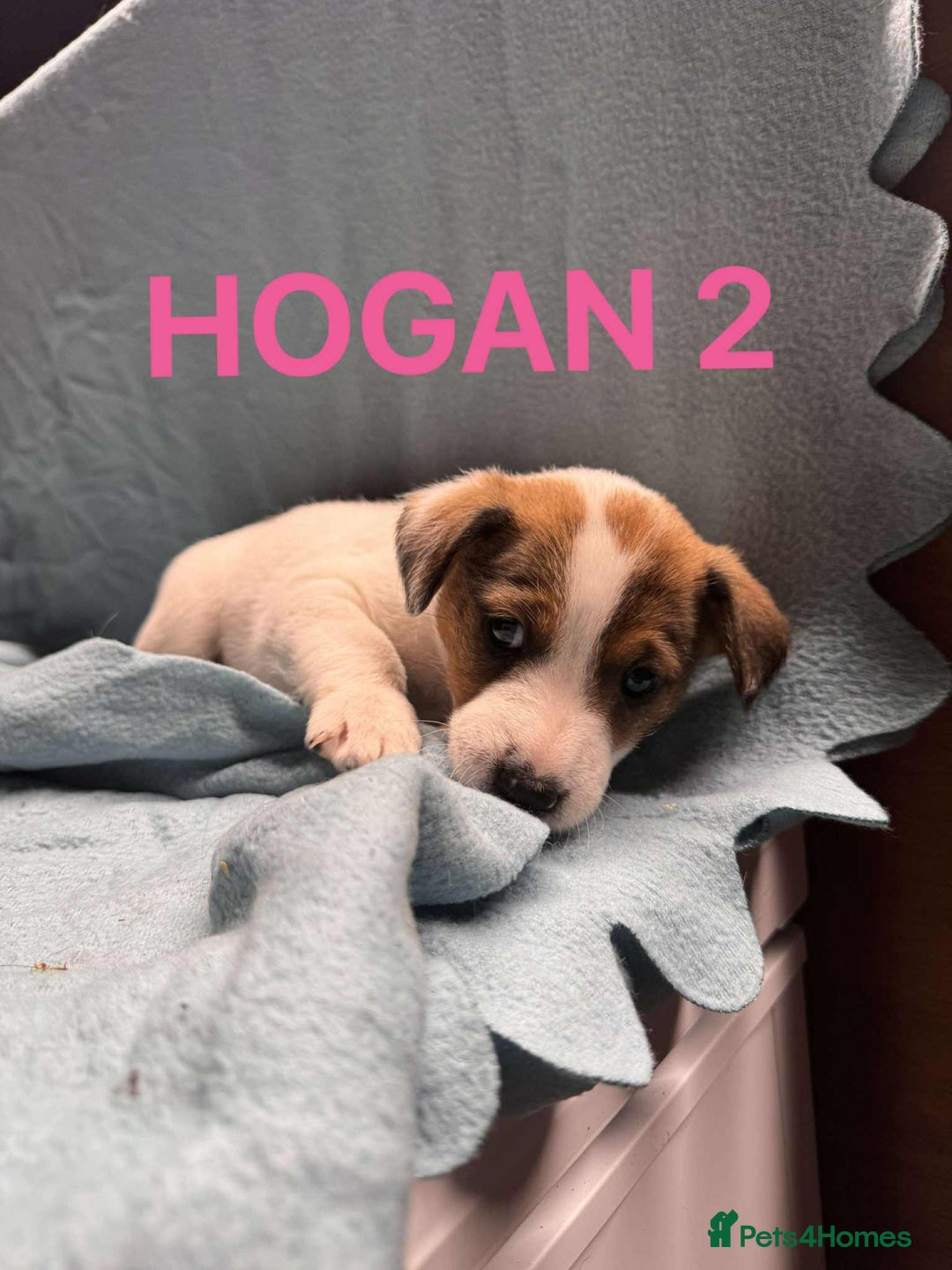 Mixed Breed dogs for sale: Collie x jack Russell  - Advert 3