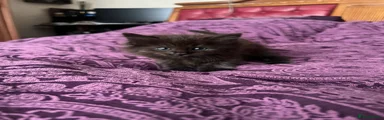 Ragdoll 3