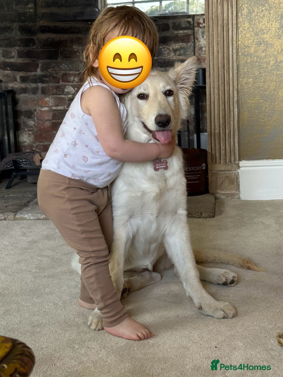 German Shepherd dogs for sale: Luna  - Advert 5