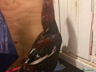 Chickens poultry Mianwali aseel - Advert 19