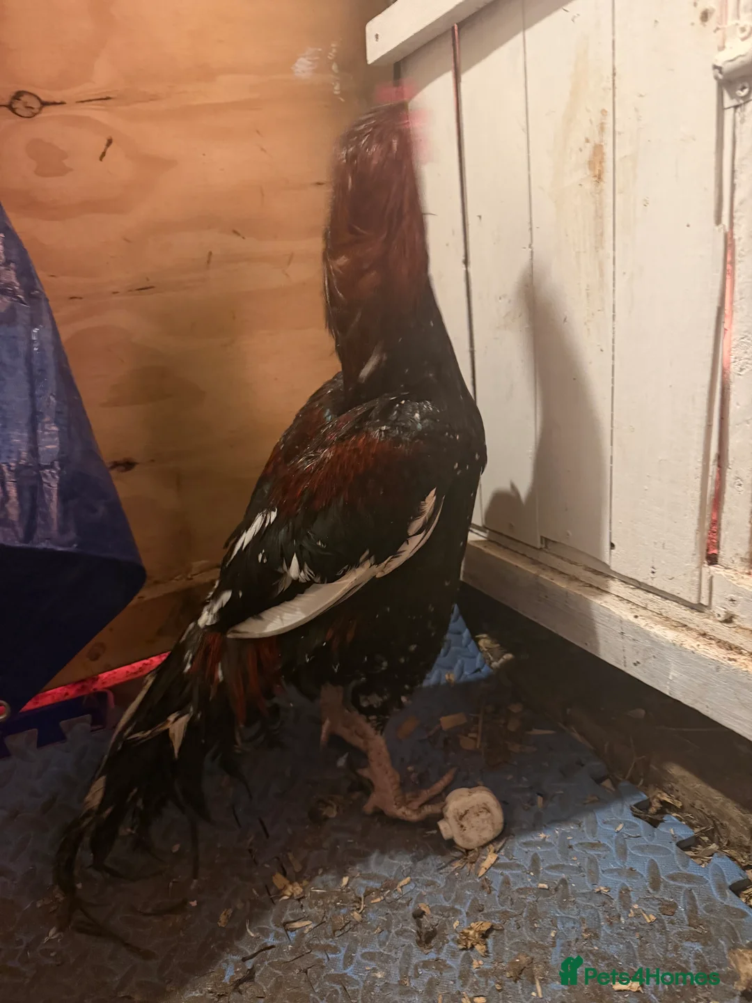 Chickens poultry for sale: Mianwali aseel - Advert 1