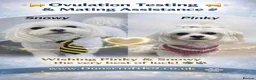Maltese dogs for sale: Max & Mickey two beautiful Maltese puppies  - Advert 10