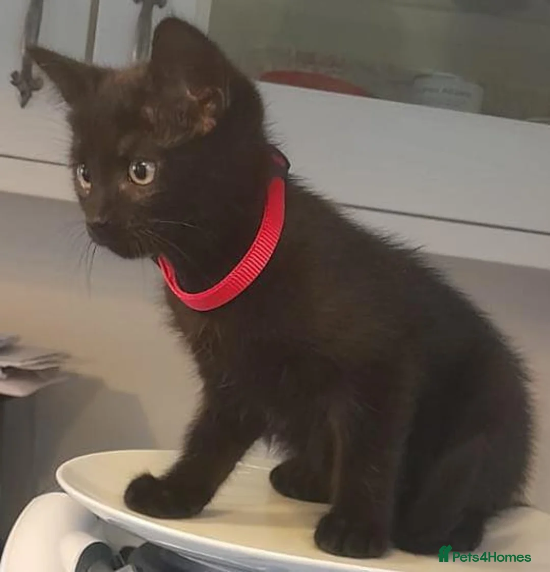 British Shorthair cats for sale: 8 British Shorthair Kittens for Sale in Perth - Advert 2
