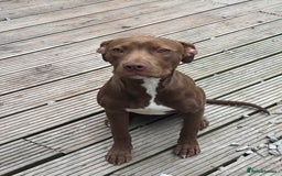American Bull Staffy dogs for sale: Rio - a beautiful caramel coloured girl.  - Image 2