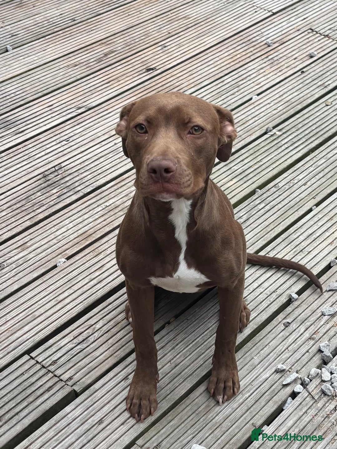 American Bull Staffy dogs for sale: Rio - a beautiful caramel coloured girl.  - Image 2