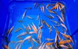Koi Carp fish for sale: 2 to 4 inch Mixed Koi Carp Fry: young pond fish - Image 5