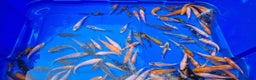 Koi Carp fish for sale: 2 to 4 inch Mixed Koi Carp Fry: young pond fish - Advert 5